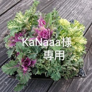 KaNaaa様専用(野菜)