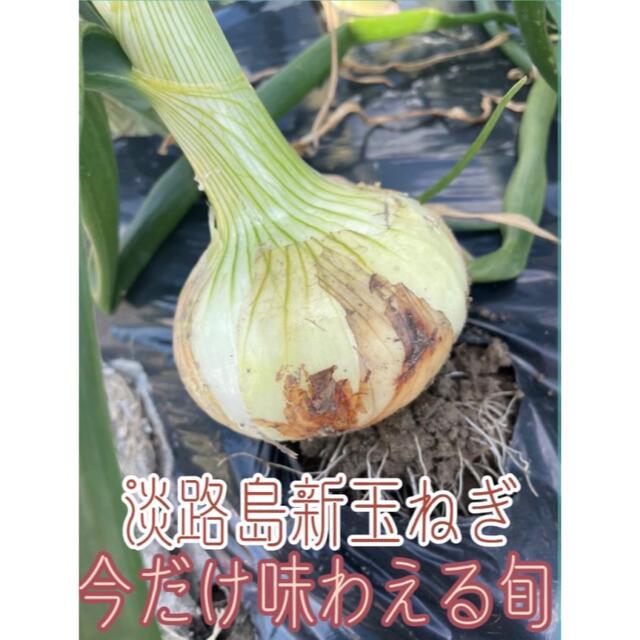 淡路島超極早生玉ねぎ の通販 by CO|ラクマ