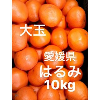 愛媛県　大玉　はるみ　柑橘　みかん　10kg(フルーツ)