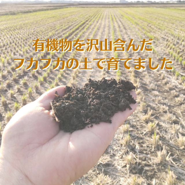 【数量限定！】食べたら心がホッコリ♪するお米「ホッコリ米」 食品/飲料/酒の食品(米/穀物)の商品写真