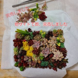 多肉植物　‼️他サイトにて即完売‼️　セダム色々　カット苗(その他)