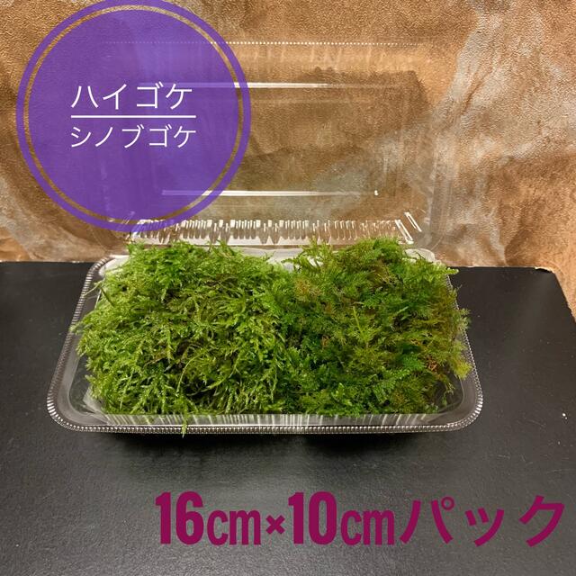 予約受付中】 天然苔 上質 ふわもこ、コツボ 3トレー ツヤゴケ 植物
