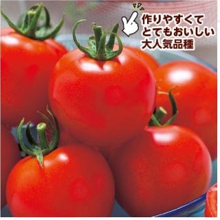 フルティカ(R)⚜️種5粒⚜️中玉トマト🍅  農水省登録品種(野菜)