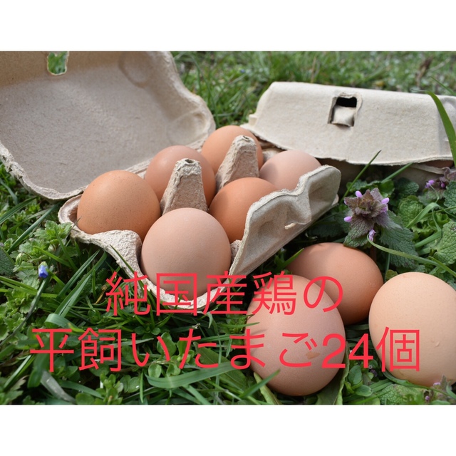 平飼いたまご24個　純国産鶏 食品/飲料/酒の食品(その他)の商品写真