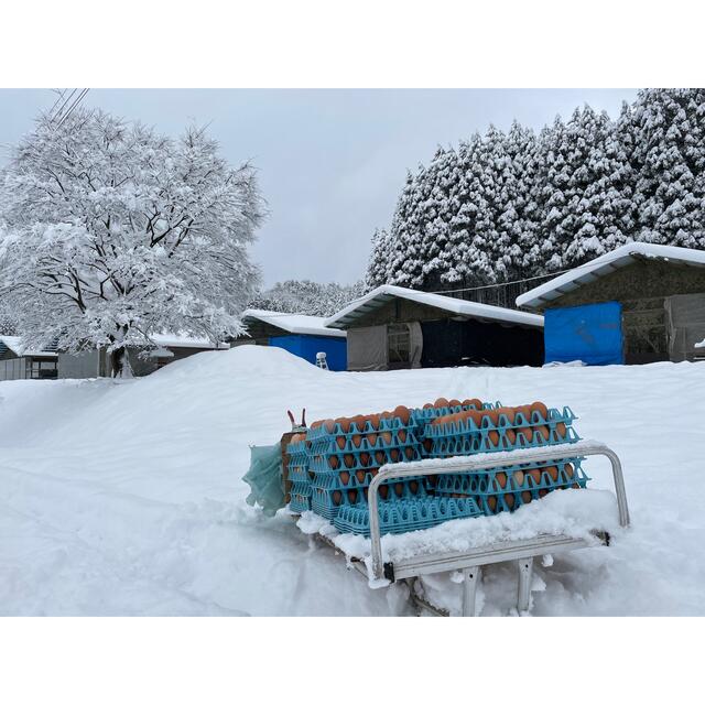 平飼いたまご24個　純国産鶏 食品/飲料/酒の食品(その他)の商品写真