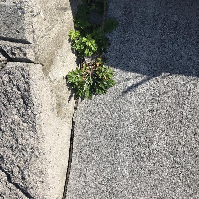 野草