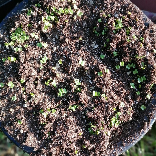 【自家採種・自然農あり】野菜の種　花の種　いろいろ　セット可能　春蒔き種子あり◎ 食品/飲料/酒の食品(野菜)の商品写真