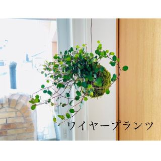 ワイヤープランツの苔玉(その他)