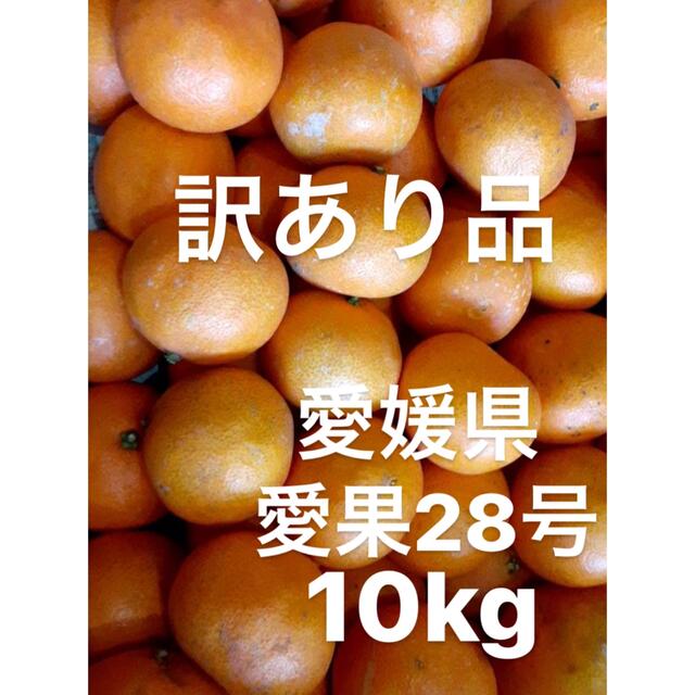 訳あり品　愛媛県産　愛果28号　柑橘　10kg