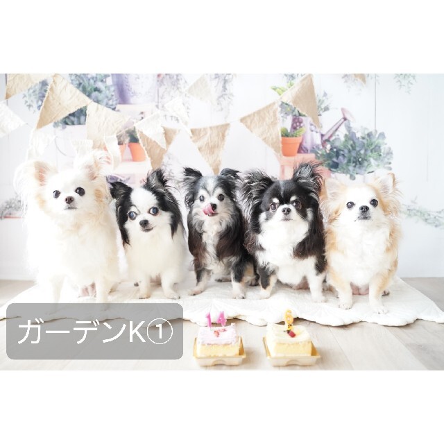 あぃみん様 背景布イースターD② ニューボーンフォト、ペット あぃみん様 背景布イースターD② ニューボーンフォト、ペット
