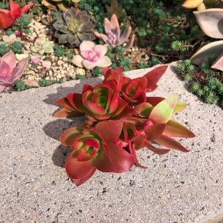 多肉植物    火祭りカット苗(その他)