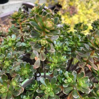 多肉植物      小人の花束カット苗(その他)