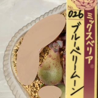 26 ブルーベリームーン 葉挿し 多肉 多肉植物 おらいさん(その他)