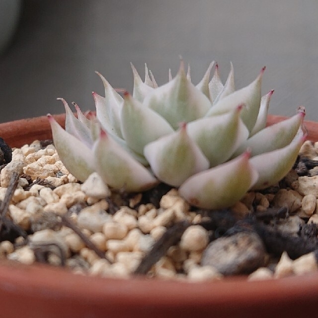 多肉植物🌱6種抜き苗🌱マーガレットレッピン錦 トロムソ シモヤマコロラータ他 ハンドメイドのフラワー/ガーデン(その他)の商品写真