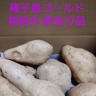 種子島ゴールド 訳あり 10キロ(野菜)