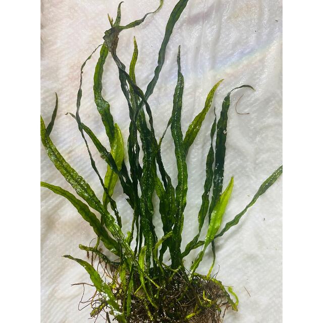 【国内正規総代理店アイテム】 ミクロソリウム 本ナロー 大株 水草