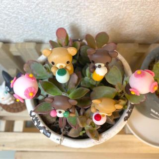 ハンドメイド ガーデンピック クマちゃんのお花見ピック 多肉植物の ...