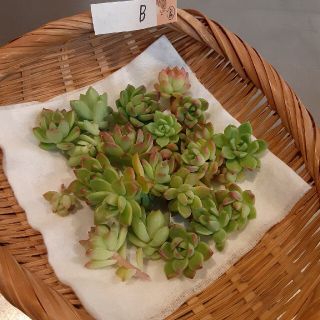 【カット苗】マッコスB　多肉植物(その他)