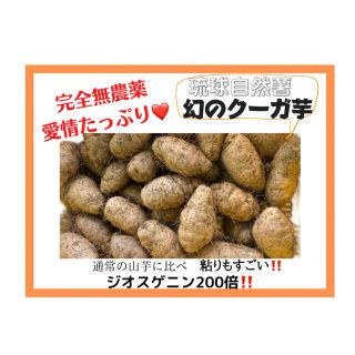 沖縄県産　琉球自然薯　クーガ芋2kg(野菜)