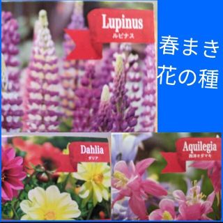 春まき花の種 3種 市販品(その他)