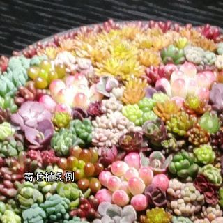 多肉植物　　セダム類　　寄せ植え用カット苗(その他)