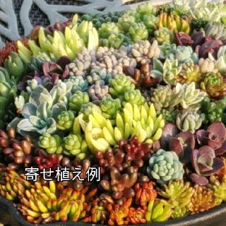 多肉植物　　寄せ植え用セダムカット苗Set(その他)