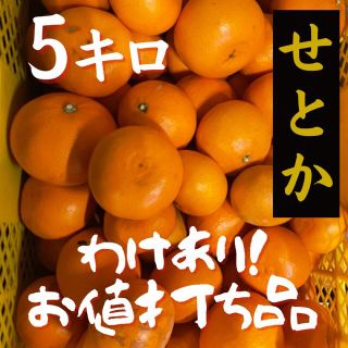 静岡県浜松産『せとか』わけあり品　5キロ(フルーツ)