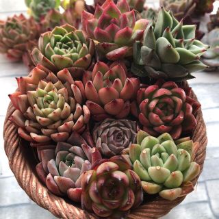 韓国苗 寄せ植えセット 多肉植物 カット苗 エケベリア(その他)