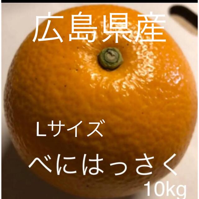 広島県産　紅八朔　べにはっさく   Lサイズ   10kg   産地直送 食品/飲料/酒の食品(フルーツ)の商品写真