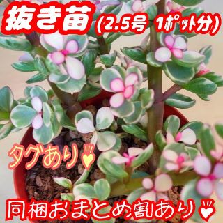 新種!!【抜き苗】桃子の舞 多肉植物 ポーチュラカリア 紅葉 プレステラ プラ鉢(その他)