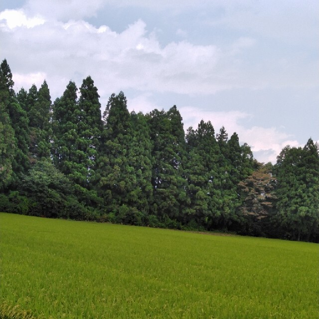 令和3年産栃木県特一等米【A級】30キロ無農薬にて作り上げたお米です！！