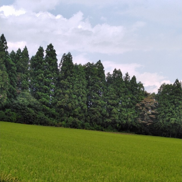 品質のいい 新米令和3年産栃木県特一等米コシヒカリ30キロ無農薬にて