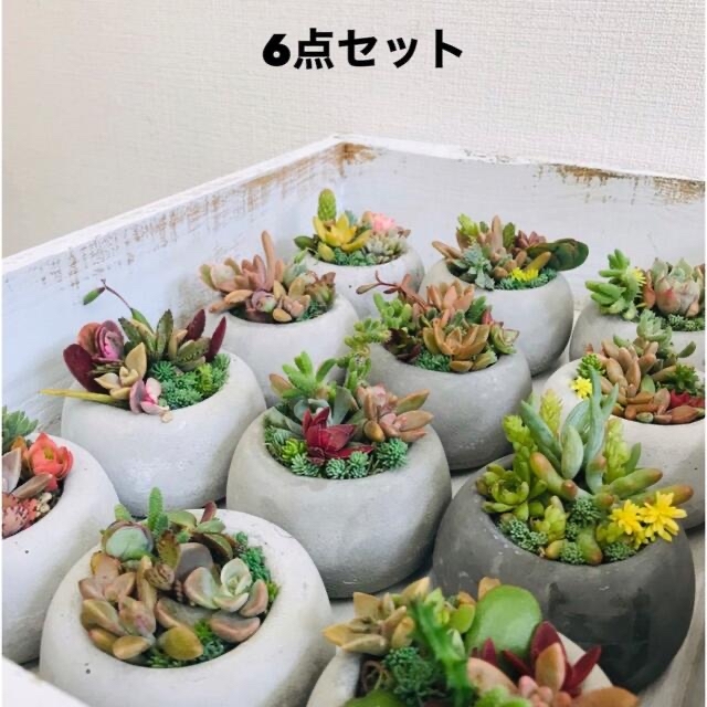 即納大特価】 オシャレセメントまる鉢6点セット フラワー/ガーデン - www.we-job.com 即納大特価】 オシャレセメントまる鉢6点セット フラワー/ガーデン - www.we-job.com