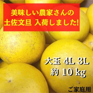 土佐文旦約10kg 大玉ｻｲｽﾞ(フルーツ)