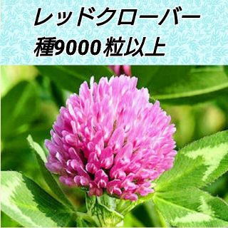 レッドクローバー 花種 9000粒以上(その他)