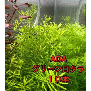 ADA グリーンロタラ（水中葉）　10本(アクアリウム)