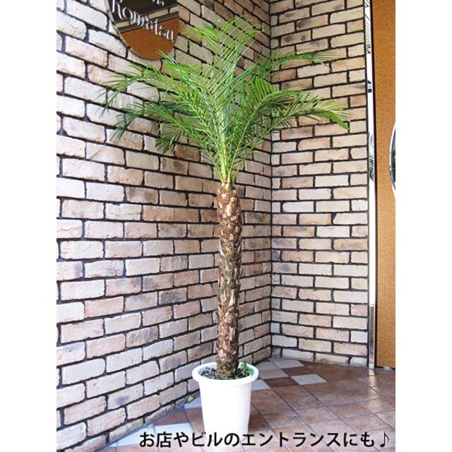 ヤシの木 フェニックス ロベレニー 約130cm 8号 パームツリー 西海岸 ヤシの木 フェニックス ロベレニー 約130cm 8号 パームツリー 西海岸