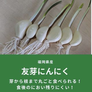 福岡県産友芽にんにく100本(野菜)