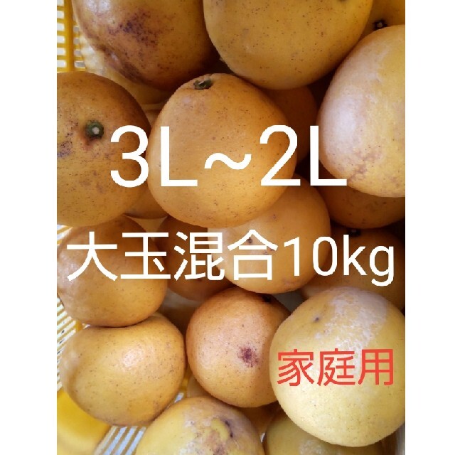 【3L2L混合10kg】高知県産　農家直送　土佐文旦