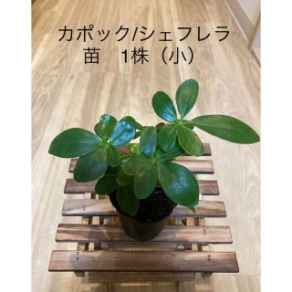 カポック/シェフレラ　苗　1株（小） 観葉植物　インテリア (その他)