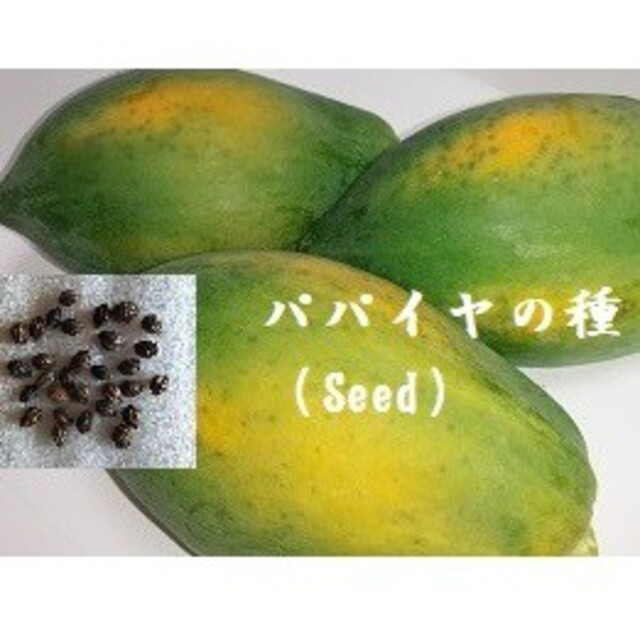 R0224 パパイヤの種30粒 Seed  果物　フルーツパパイヤ 熱帯果樹たね 食品/飲料/酒の食品(フルーツ)の商品写真