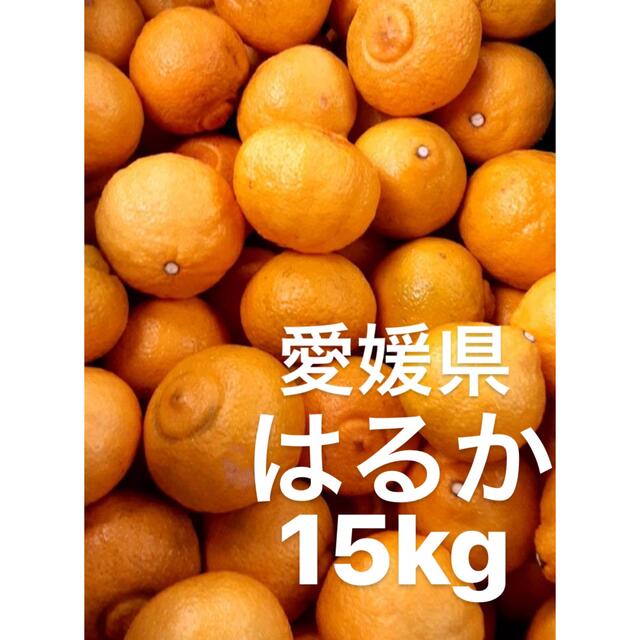 愛媛県産　はるか　柑橘　15kg