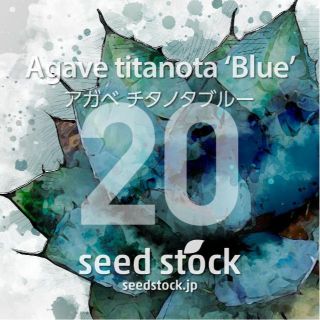 アガベの種 Agave titanota 'Blue' 20粒(その他)