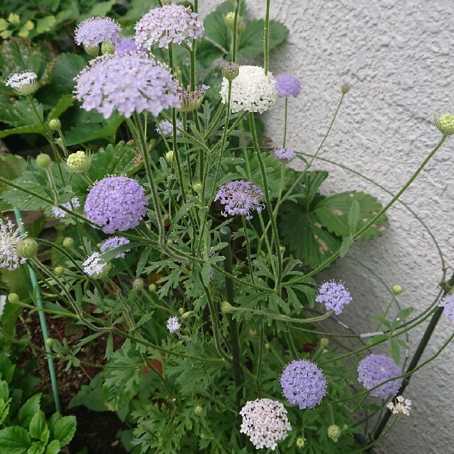 花種   ブルーレースフラワー混合 ハンドメイドのフラワー/ガーデン(プランター)の商品写真
