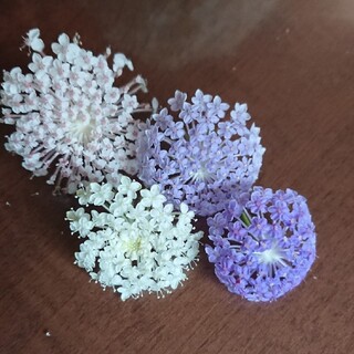 花種   ブルーレースフラワー混合(プランター)
