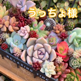 カラフルカット苗 多肉植物(その他)