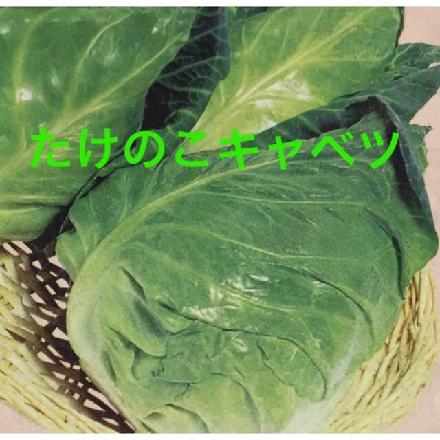 野菜の種　やわらか たけのこキャベツの種 約20粒　ガーデニング　家庭菜園　 ハンドメイドのフラワー/ガーデン(プランター)の商品写真