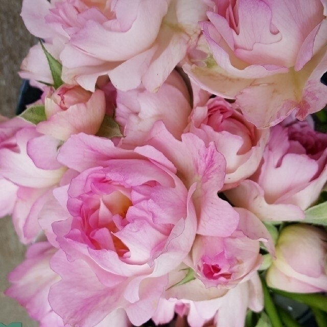 🌸切り花種バラ苗🌸大きなウエーブ＆可憐＆美花🌸シーアネモ○🌸蕾付き! ハンドメイドのフラワー/ガーデン(その他)の商品写真