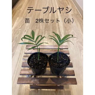 テーブルヤシ　苗　2株セット（小）観葉植物　インテリア(その他)