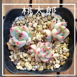 多肉植物　桃太郎　3苗セット(その他)